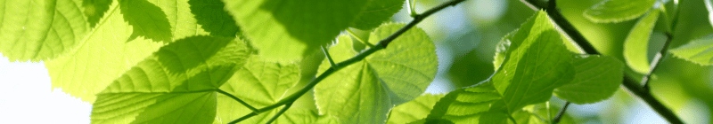 Arbres adaptés aux conditions locales