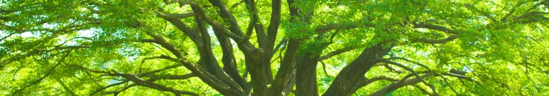 Des arbres pour absorber du CO2