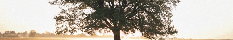 Des arbres pour améliore la qualité de l'air