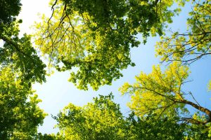 Quels arbres pour lutter contre le réchauffement climatique ?