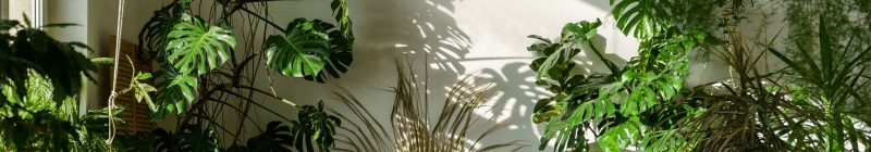 Verdissez votre intérieur avec des plantes