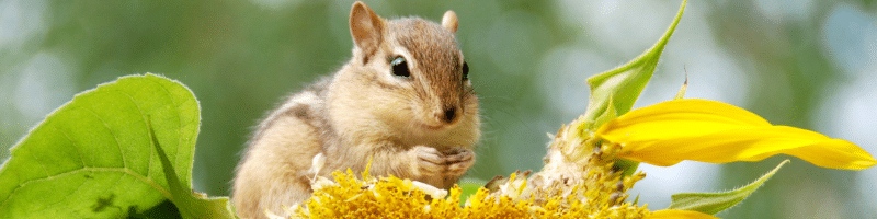 COP16 Biodiversité - un rendez-vous historique pour la préservation de la nature