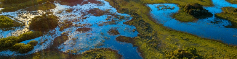 COP16 Biodiversité - un rendez-vous historique pour la préservation de la nature