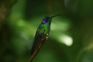 COP16 Biodiversité un rendez-vous historique pour la préservation de la nature