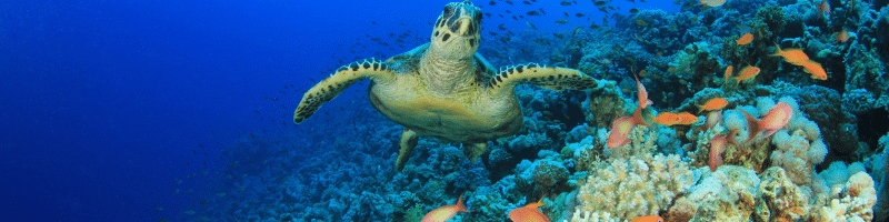 COP16-Biodiversite-un-rendez-vous-historique-pour-la-preservation-de-la-naturec