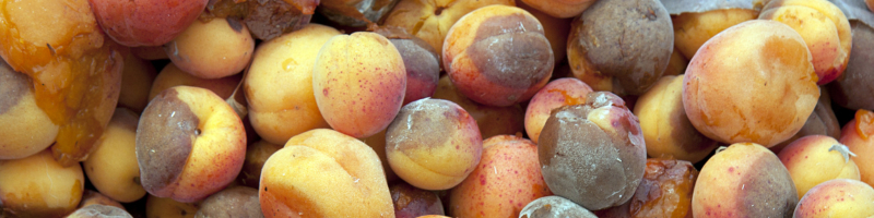 Fruits trop mures que faire