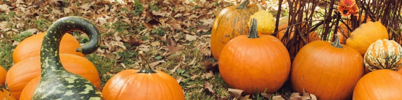 Citrouille - la star durable d’Halloween