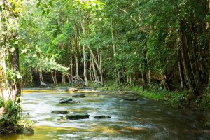 COP30 à Belem Brésil