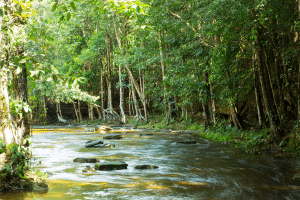 COP30 à Belem Brésil