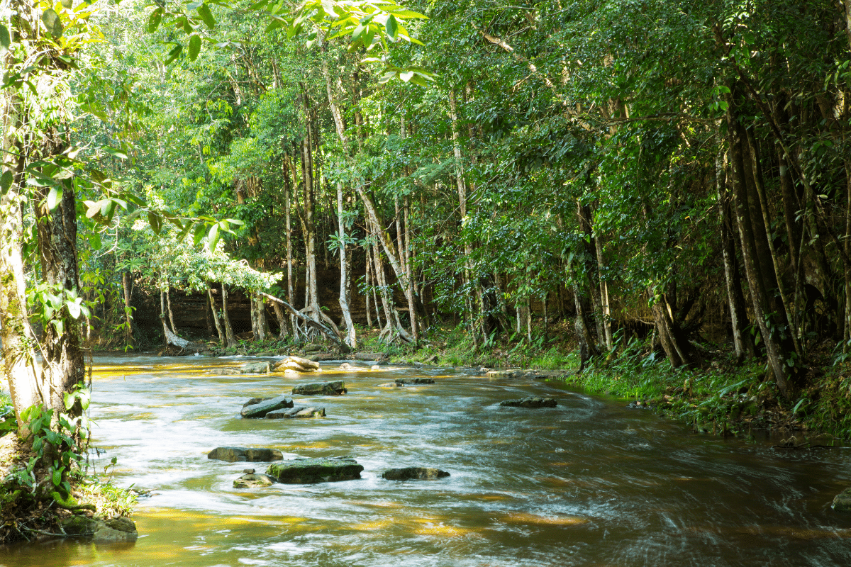COP30 à Belem Brésil
