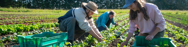 Impact environnemental réel de l’agriculture bio