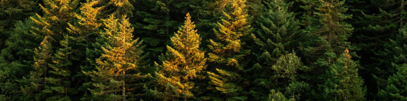 Sapin de Noël durable