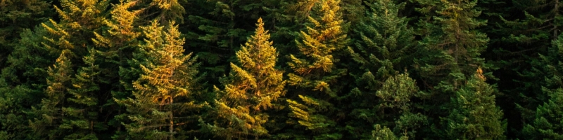 Sapin de Noël durable