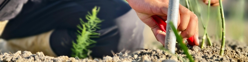 Jardin économe en énergie
