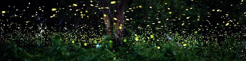 Biodiversité nocturne