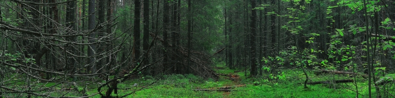 Préserver les forêts