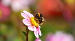 COP17 2026 objectifs du sommet mondial sur la biodiversité