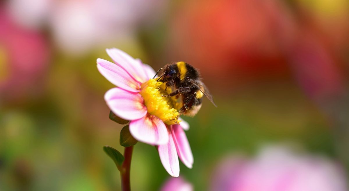 COP17 2026 objectifs du sommet mondial sur la biodiversité