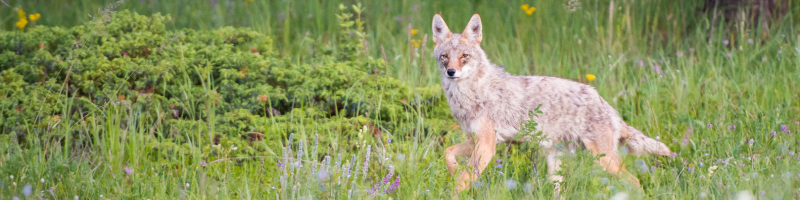 Comment la protection de la nature contribue-t-elle à la lutte contre le réchauffement