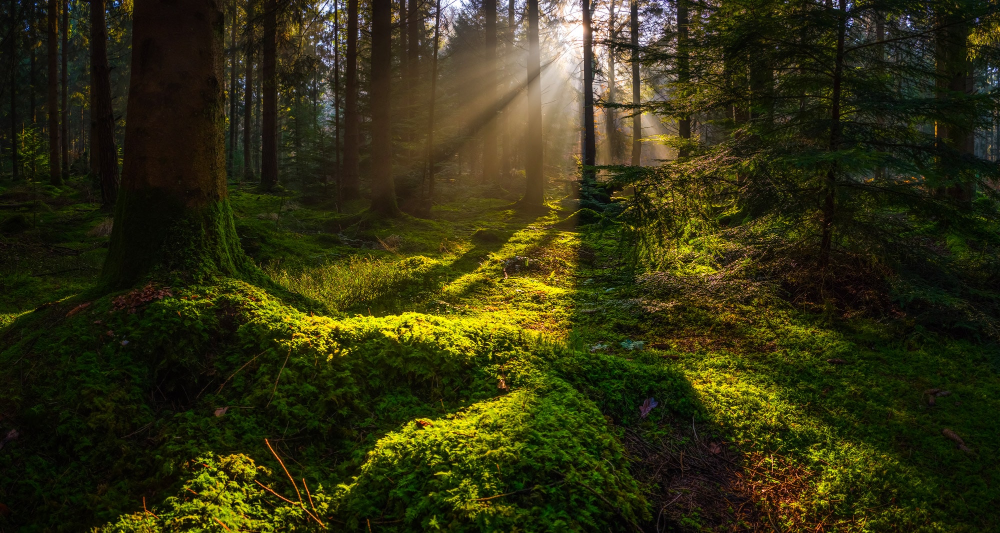 Clairière dans les bois illuminée de rayons solaires - la bellenergie